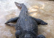 Крокодил Гоша не вынес холодной воды