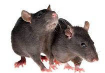 В Китае людей кормили "фальшивой" бараниной из крыс