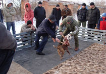 В России разрешили собачьи бои