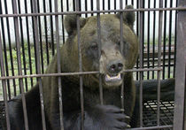 Медведям в зоопарке дадут биг-гамак