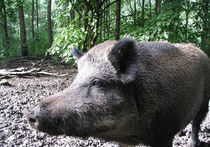 Власти Подмосковья ограничат охоту на диких кабанов