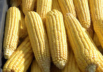 Россию накрыл невиданный урожай кукурузы