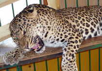 «МК» нашел владельца леопарда, растерзавшего ребенка