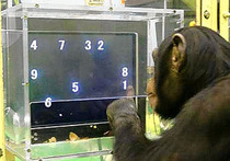 Одаренная обезьяна смогла победить людей в интеллектуальной игре