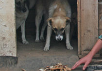 Бездомные псы сгорели заживо при пожаре в приюте в Москве