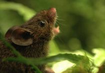 Мыши метят свою территорию голосом