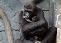 Самец гориллы в зоопарке стал многодетным отцом
