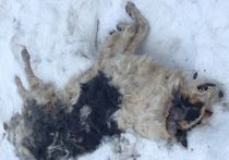 В Ногинском районе Подмосковья обнаружен могильник бродячих собак