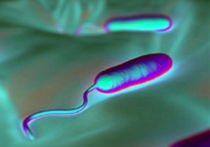 Ученые разработали биомеханический сперматозоид