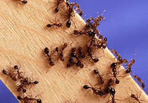 Объявились муравьи, которые любят гаджеты