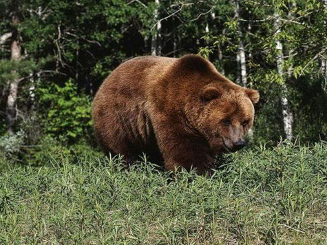 В начале августа житель деревни Скрипунова Ханты-Мансийского района стал жертвой нападения медведя. От полученных травм мужчина скончался на месте