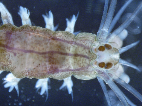 Впервые структура, сопоставимая с корой человеческого головного мозга, была найдена у беспозвоночного — у простой морской нереиды (humble marine ragworm)