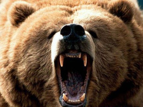 Карельские зоозащитники требуют закрыть зоокомплекс, в котором медведица напала на отца с сыном