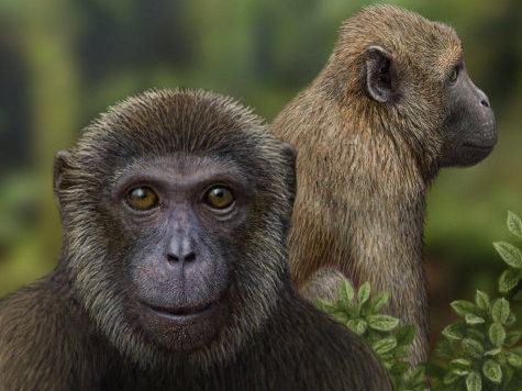 Останки млекопитающего, возраст которых составил примерно 25 млн лет, ученые обнаружили в Танзании