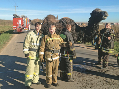 Необычного пострадавшего вчера доставали из канавы на Калужском шоссе в Москве спасатели — жертвой трясины стал верблюд