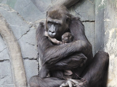 Придумать имя для детеныша гориллы, родившегося на днях в Московском зоопарке, может любой желающий