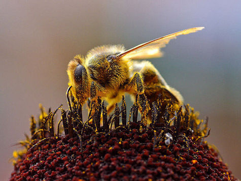 Пчелы — это настоящие групповые убийцы-душители