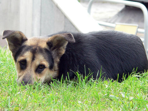 Тысячи бродячих собак и кошек отловят, вакцинируют и стерилизуют в Москве в следующем году