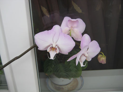 У меня на подоконнике в конце февраля расцвела орхидея. К чему бы это? 
