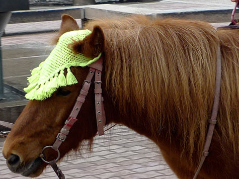 Пони, который много лет катал детей чиновников высокого ранга, уйдет с молотка