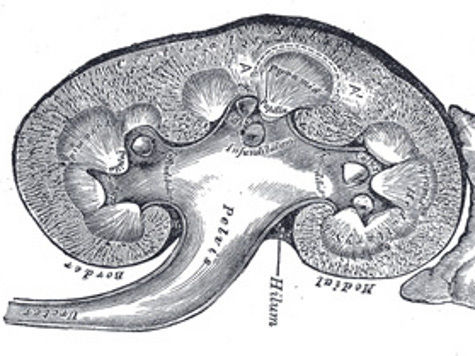 Успех японских ученых может стать первым шагом для выращивания тканей почек