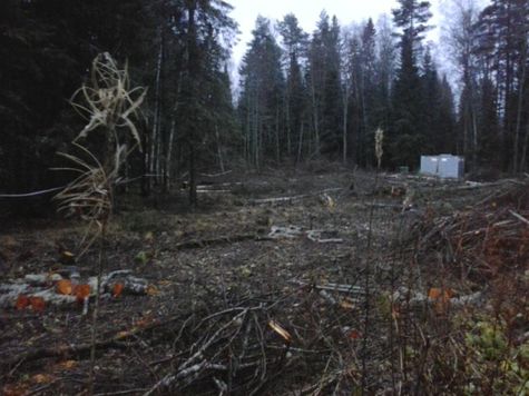 На территории заповедника «Кивач» вырублено около гектара леса