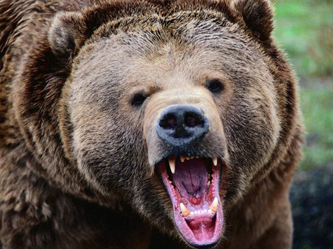 Цирковая медведица чуть не убила московского ветеринара в субботу днем в Рузском районе Подмосковья