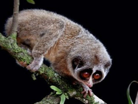 Этот странный примат, настолько редок, что долгое время его вообще относили к исчезнувшим видам животных