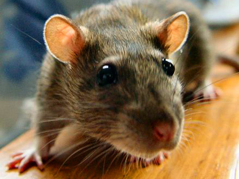 Проверку своей гипотезы ученые провели на крысах