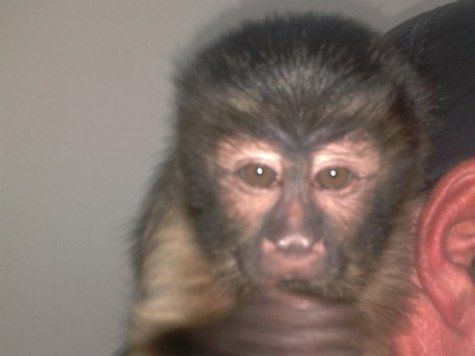 В Ангарске похитили экзотическую обезьянку