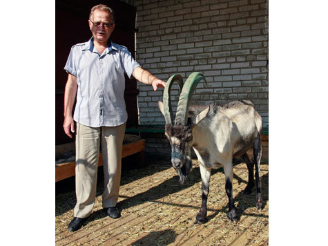 Смертельный эксперимент: ученые скрещивают живых “русских” коз с мертвыми “горцами”
