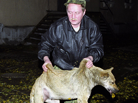 Очередной случай смертельного отравления нескольких собак зафиксирован в Москве
