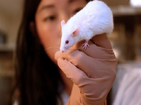 Исследователи вырастили печень из стволовых клеток человека в организме мыши