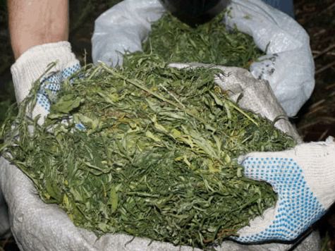 Более килограмма марихуаны изъято полицейскими Кабардино-Балкарии в двух районах республики и Нальчике