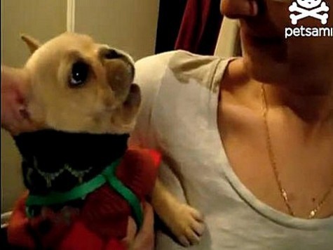 Видеоролик с талантливой Мишкой просмотрели более десятки миллионов пользователей по всему миру