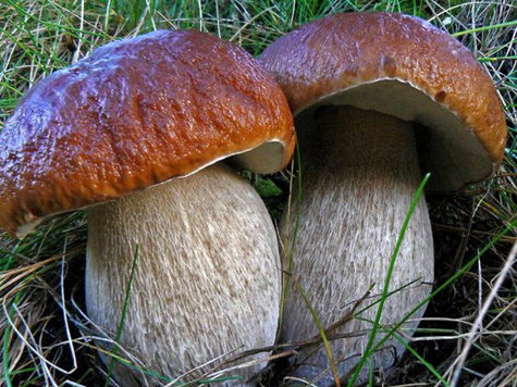 Впервые за последние три года токсикологи не зафиксировали ни одного случая отравления грибами во время сезона “тихой охоты”