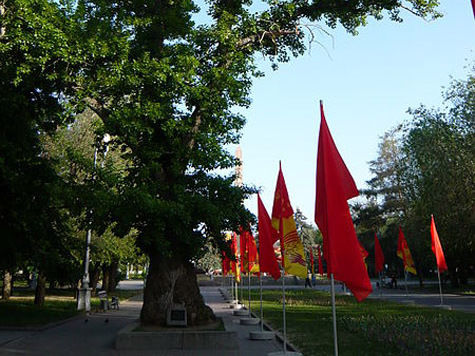 Столетний тополь, который растет в сквере на площади Павших Борцов в Волгограде, решили клонировать местные власти