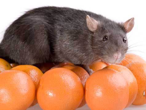Реформы в коммунальном хозяйстве могут привести к увеличению популяции улан-удэнских крыс
