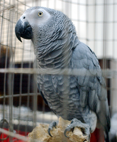 Ветеринар подтвердил в суде, что спасти птицу было невозможно
