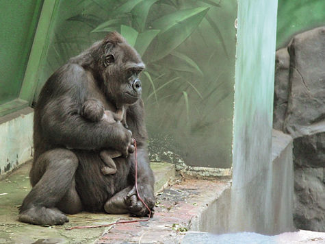 Горилла в Московском зоопарке на днях снова стала мамой: обезьяна родила второго детеныша