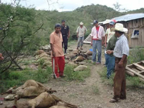 В загадочных нападениях на домашний скот мексиканцы обвиняют «козьего вампира»