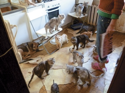 В своей однокомнатной квартире женщина умудрилась поселить... 86 кошек и 3 собак