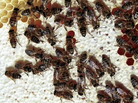 Восстановить популяцию пчел на пасеках особо охраняемых территорий Москвы планируют в следующем году пчеловоды
