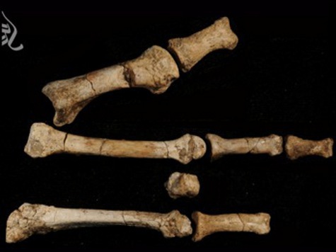 Палеонтологи обнаружили в Африке новый вид протолюдей