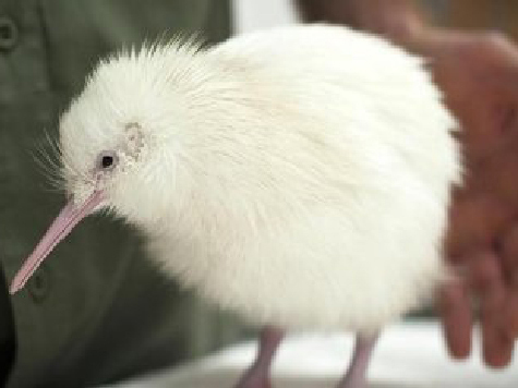 Недавно в Новой Зеландии родился киви-альбинос с абсолютно белым оперением. 