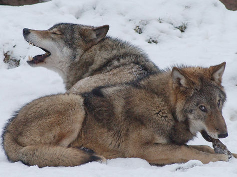 План подготовки животных к новогодней ночи разработали сотрудники Московского зоопарка