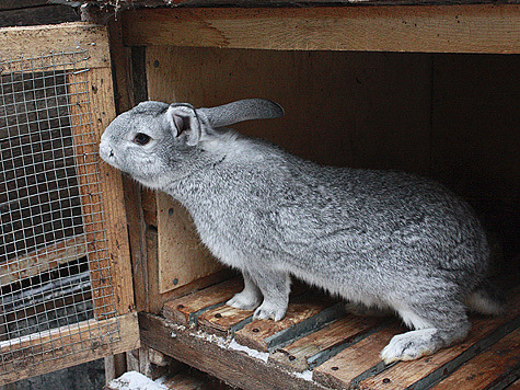 Кроликовод Александр Чернов: “Я в жизни не съел ни одного кролика”
