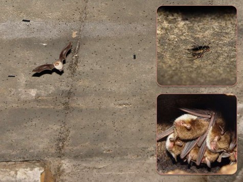 Летучая мышь подсматривает за мухами, занятыми спариванием и - съедает их вдвоем