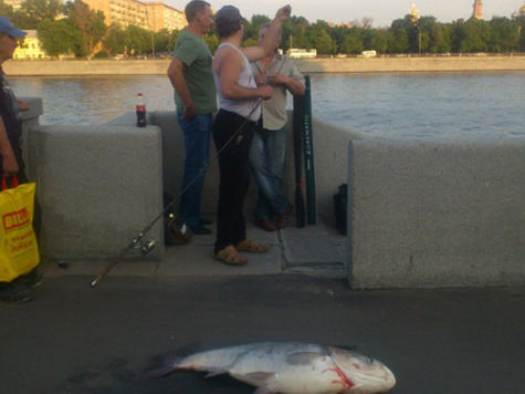 Ловить рыбу в москве реке. Толстолобик на Бережковской набережной. Толстолобик в Москве реке. Сом в Москве реке. Рыба в Москве реке.