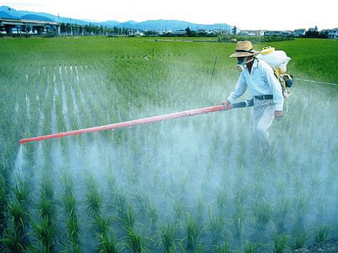 Китайские пестициды отравляют нашу жизнь